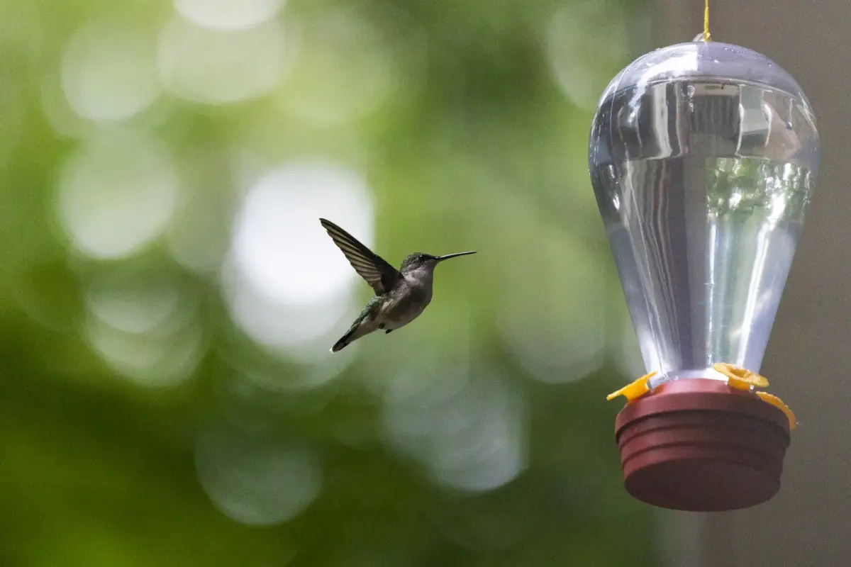 A hummingbird feeds on nectar outside of Mille Lacs Band elder Dixie Kamimura’s home in Onamia. (Liam James Doyle for MPR News)