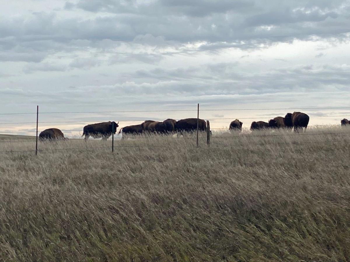 USDA working with ranchers toward Indigenous food sovereignty - ICT News