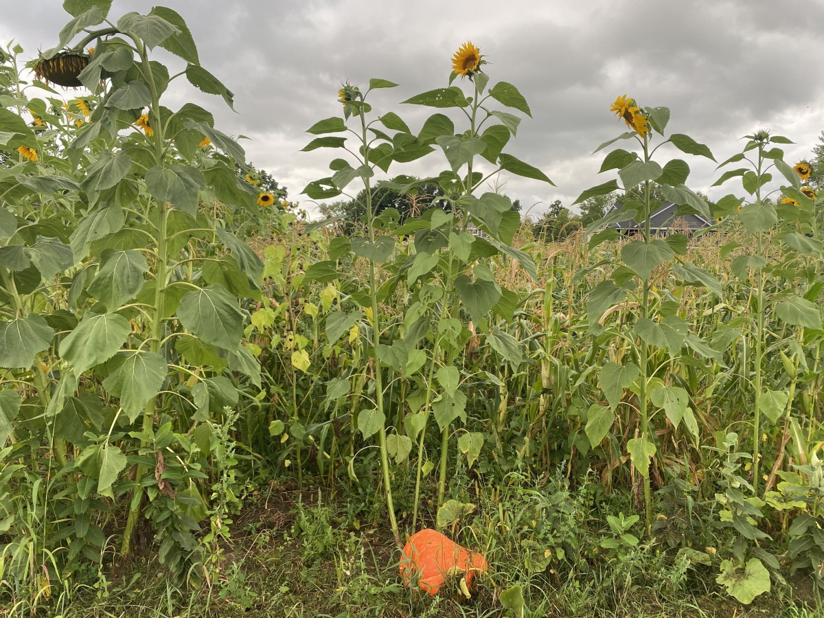 Oneida farmstead at center of food sovereignty efforts - ICT News