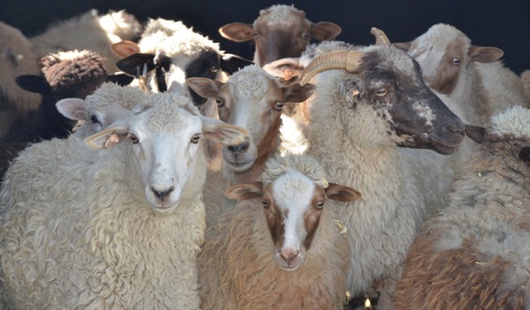 Costa Rican Sheep Fate of Navajo, Canyon de Chelly, and Sheep Is Life Celebration on ...