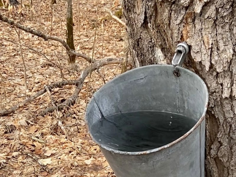 A metal pail hangs from a tapped maple tree, collecting sap that overflows near McGregor, Minnesota, in March 2021.