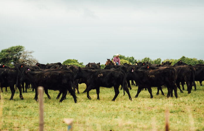 The Osage Nation Ranch, shown here in 2019, runs about 2,500 head of cattle on the 43,000 acre ranch in Oklahoma.