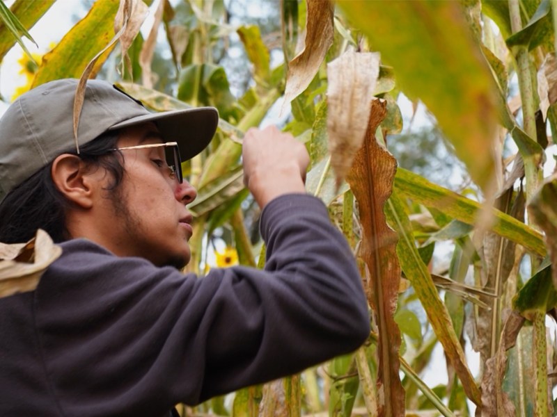 A person wearing a gray cap and glasses harvests corn in a field, carefully pulling back dried leaves among tall green and yellow stalks.