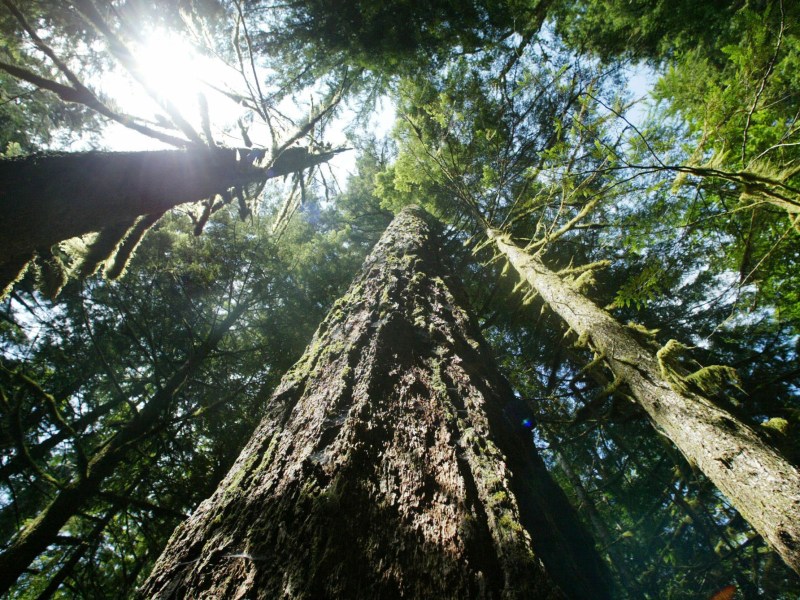 FILE - Old-growth Douglas fir trees stand along the Salmon River Trail, June 25, 2004, in Mt. Hood National Forest outside Zigzag, Ore. (AP Photo/Rick Bowmer, File)