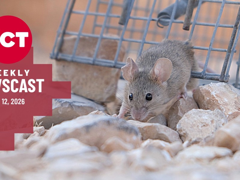mouse near cage as fears of hantavirus surge