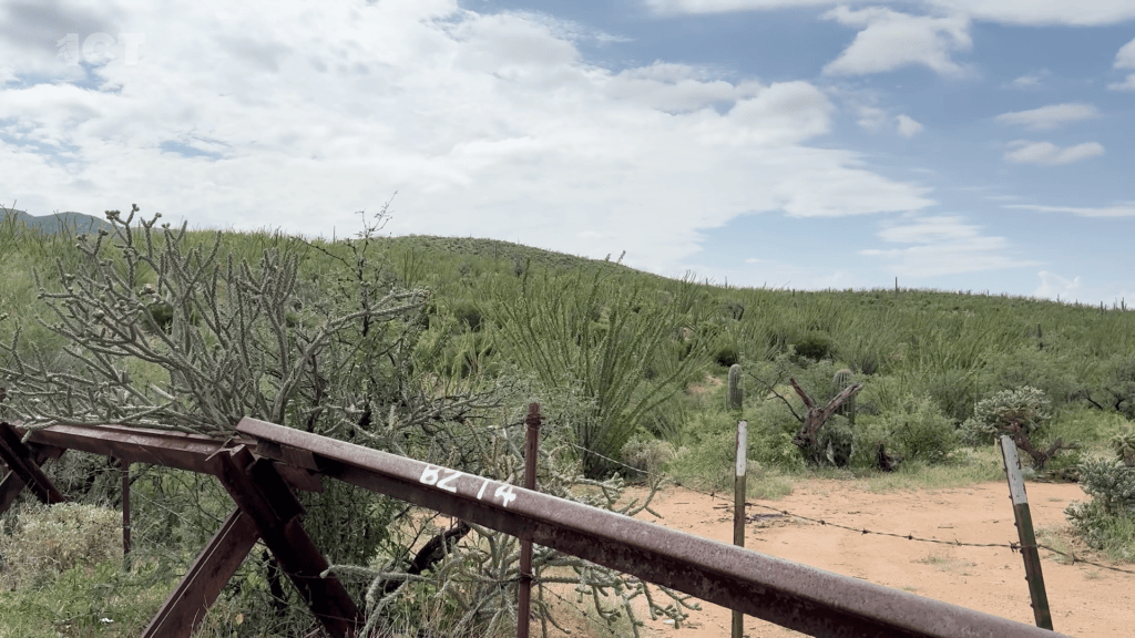 Tohono O’odham nation Sonoran Desert where the border wall is being planned to be built by the Trump administration. Image shows lots of green in the desert including cholla cactus, ocotillo, saguaros, and more. 