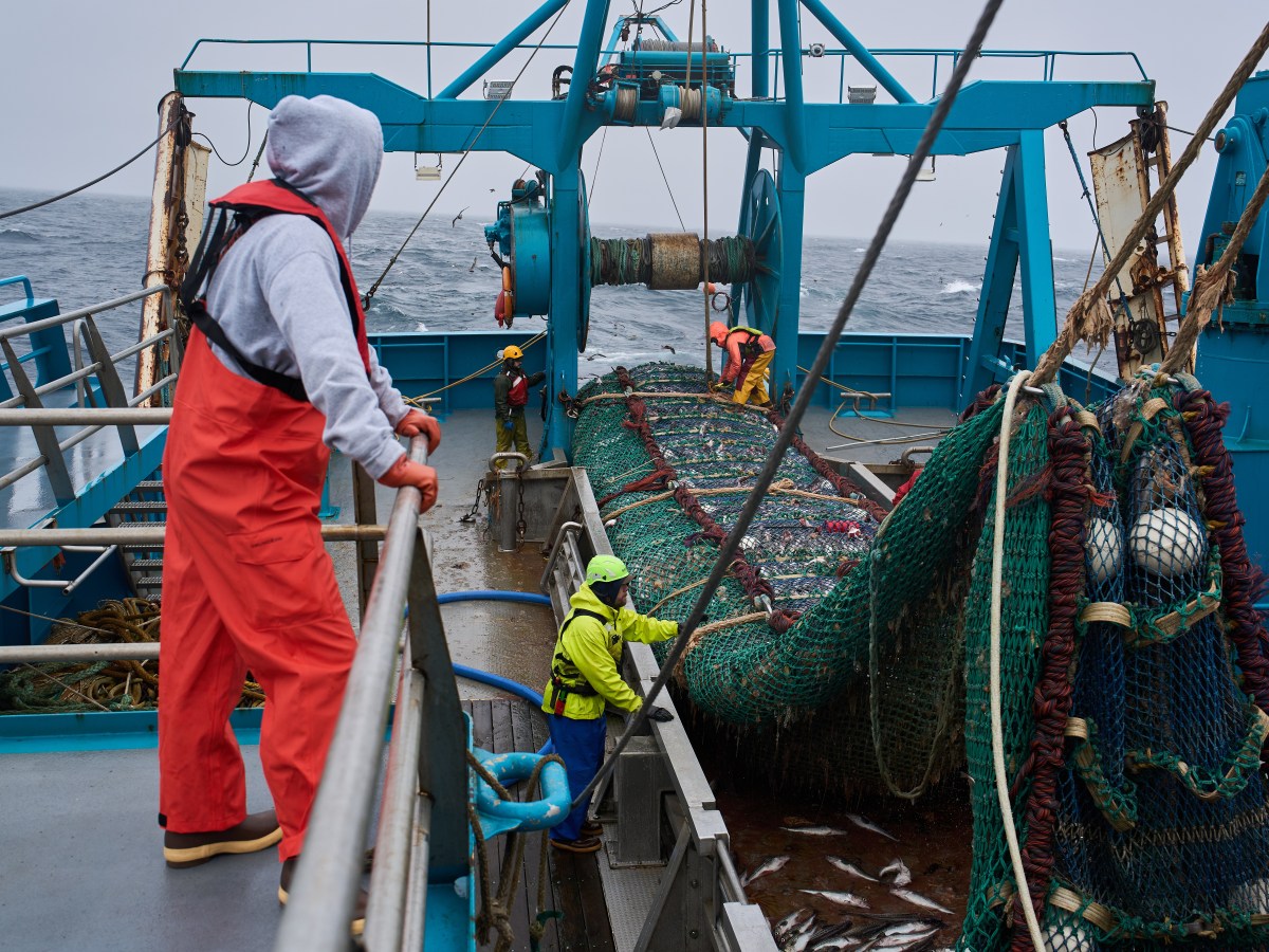 The fish behind America’s fish sticks is fueling a fight over trawling in Alaska