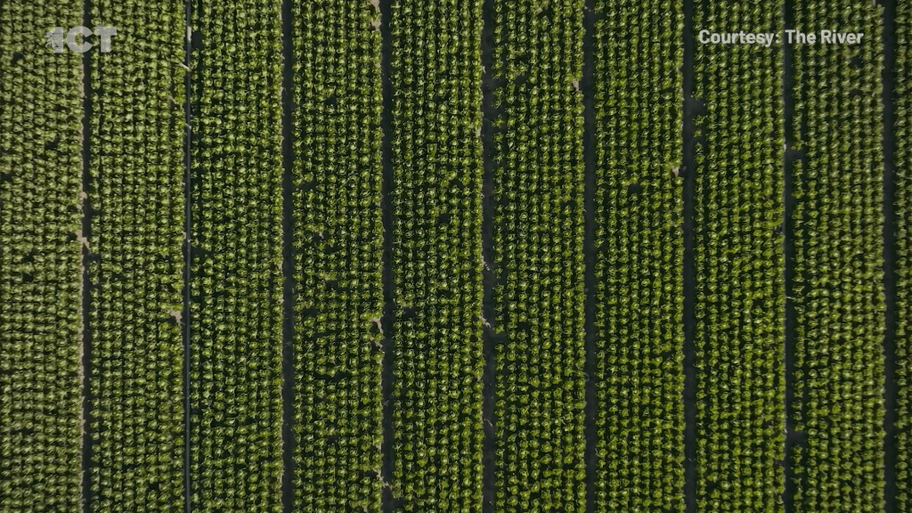 Documentary explores Colorado River water in the southwest and its use. Picture shows large field with vegetation.