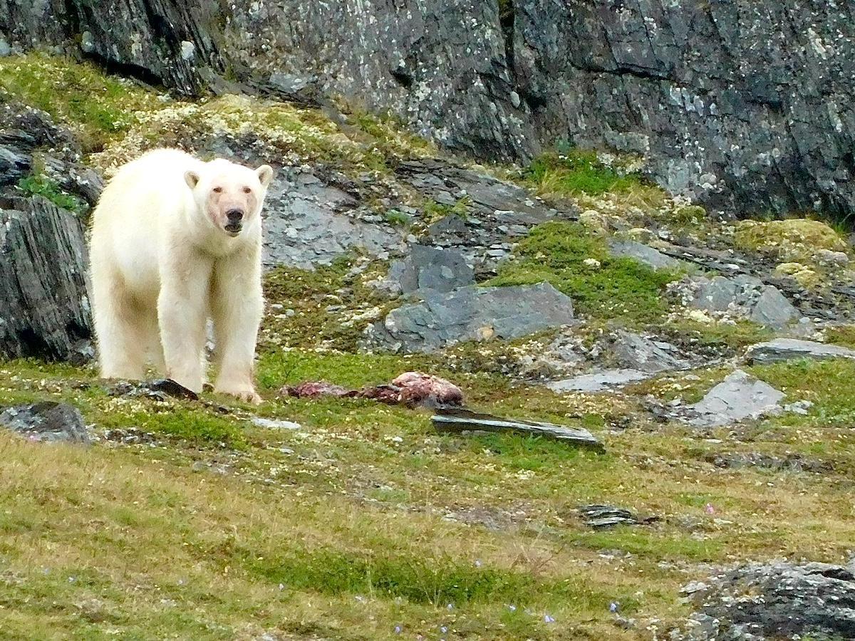 In a warming Arctic, Inuit bear guards protect communities