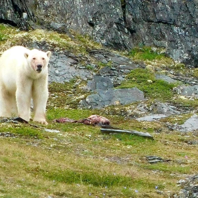 In a warming Arctic, Inuit bear guards protect communities