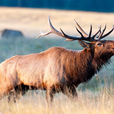 New Mexico Attorney General concludes setting aside hunting tags for outfitters unconstitutional