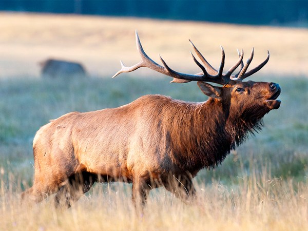 New Mexico Attorney General concludes setting aside hunting tags for outfitters unconstitutional