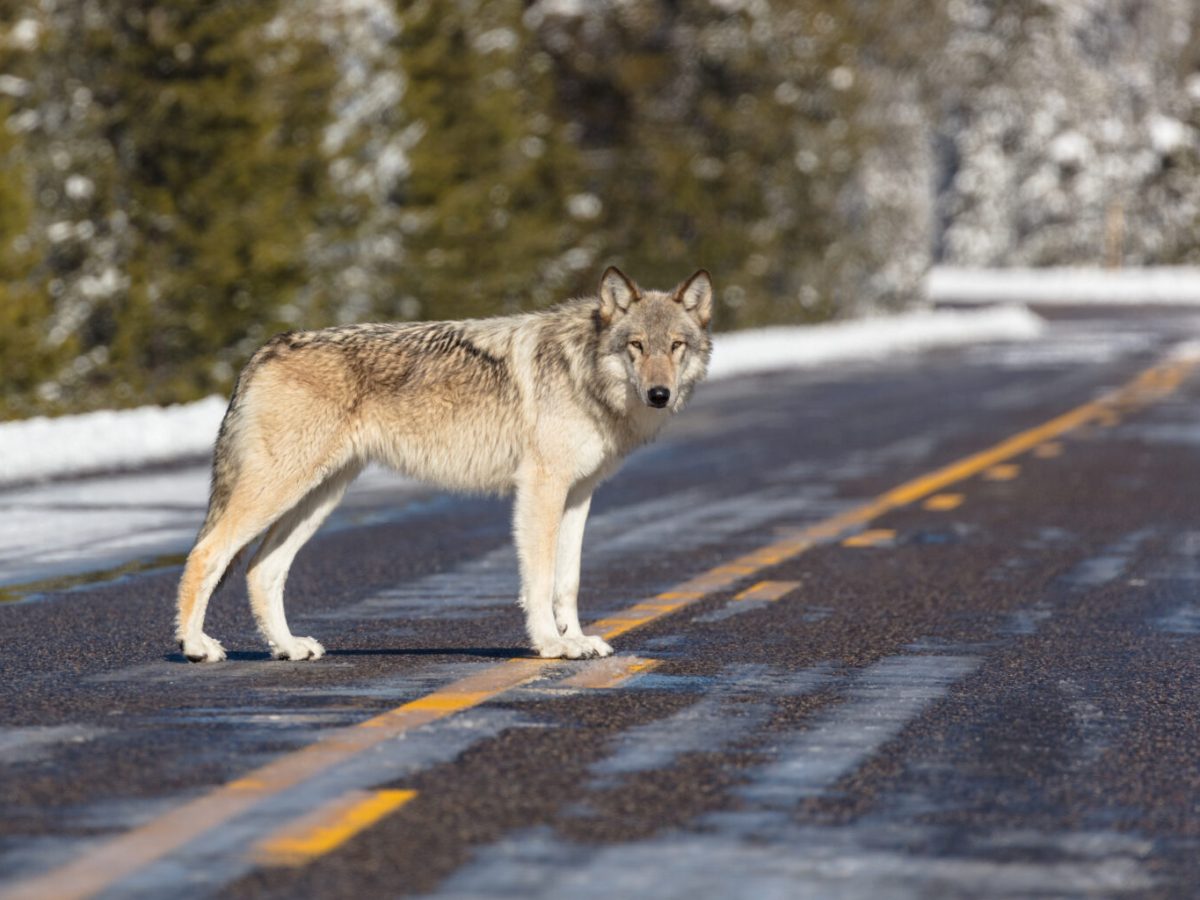 Tribal communities respond to reports of euthanized wolf pack