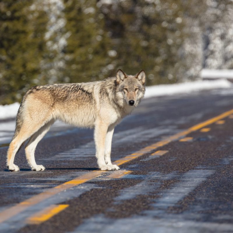 Tribal communities respond to reports of euthanized wolf pack